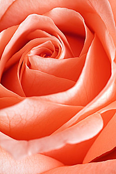 橙色,玫瑰花