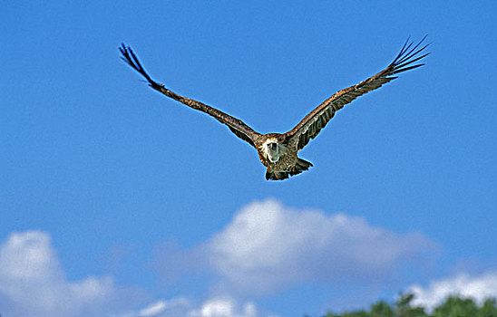秃鹰,成年,飞行,肯尼亚