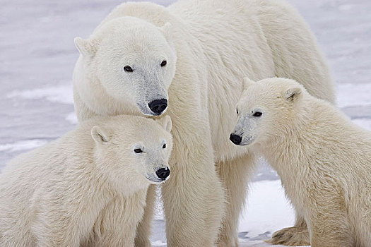 肖像,两个,一岁,北极熊,幼兽,坐,母亲,丘吉尔市,曼尼托巴,加拿大,冬天
