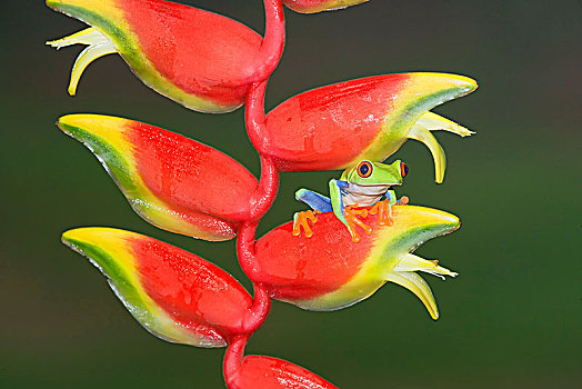 红眼树蛙,虾螯,海里康属植物,哥斯达黎加,中美洲