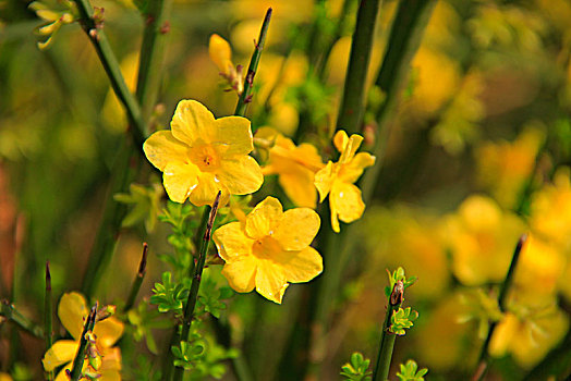 迎春花