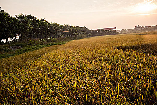 金色,稻米,地点,早晨,越南