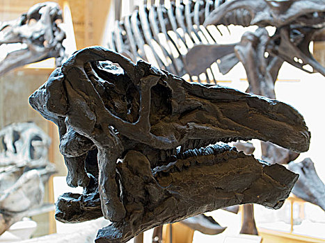 恐龙,骨头,河,自然历史博物馆,牛津