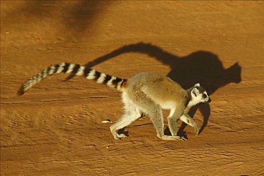 节尾狐猴,狐猴,走,土路,脆弱,贝伦提私人保护区,马达加斯加