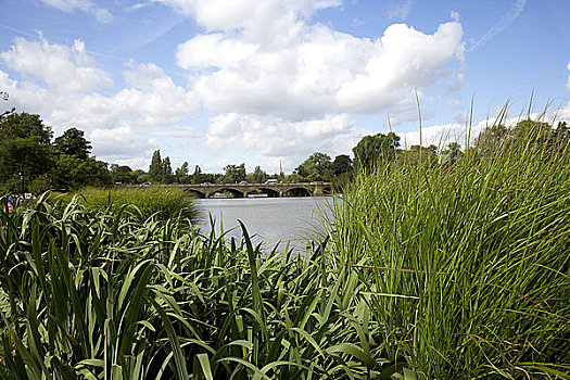 英格兰,伦敦,海德公园,风景,湖,芦苇,床