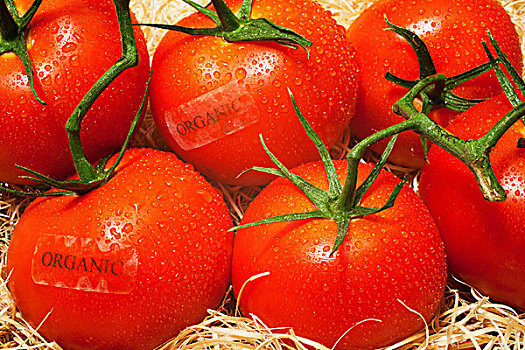 新鲜,西红柿,有机,标签,滑铁卢,魁北克,加拿大
