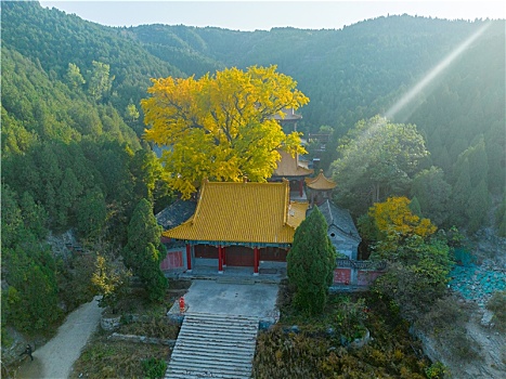 航拍济南淌豆寺银杏