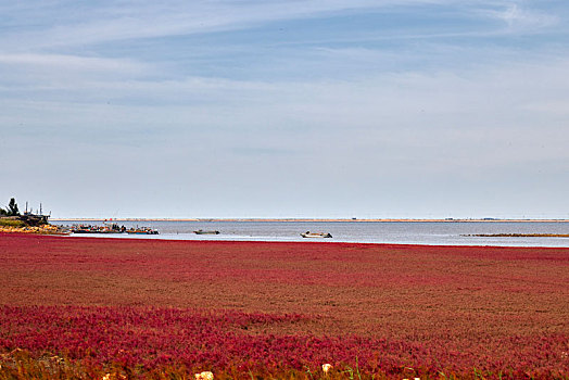 辽宁省营口市辽河湿地红海滩