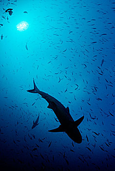 灰礁鲨,黑尾真鲨,马尔代夫,印度洋