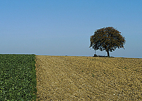 树,土地