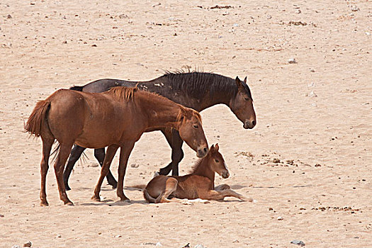 纳米比亚,家族,野马,纳米布沙漠