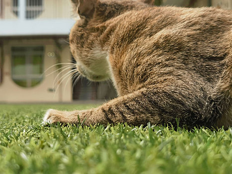 校园的猫撒泼打滚让人欢喜