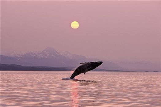 驼背鲸,平静,水,靠近,日落,奇尔卡特山脉
