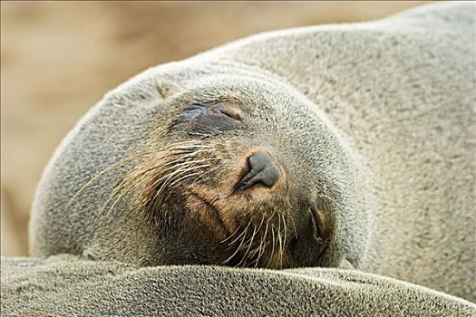 岬角,毛海狮,睡觉,克罗斯角,大西洋海岸,纳米比亚,非洲