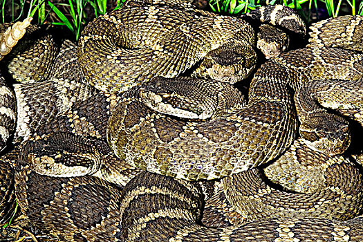 响尾蛇属,怀孕,雌性,夏天,场所,南方,奥克纳根谷,不列颠哥伦比亚省