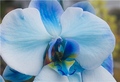 蝴蝶兰属,蓝色,白色,兰花