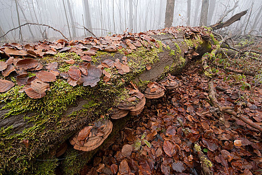 菌类,死,秋天,山毛榉,海尼希,国家公园,图林根州,德国,欧洲