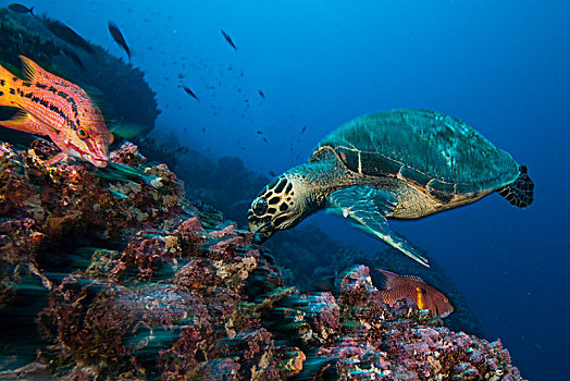 海龟,鱼,进食,珊瑚,加拉帕戈斯,厄瓜多尔,南美