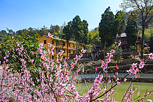 茶园,雪岭寺