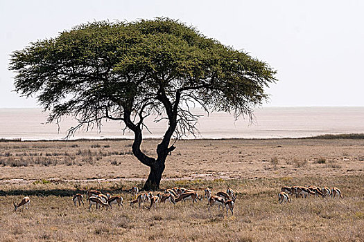 跳羚,牧群,伞,刺槐,埃托沙国家公园,纳米比亚,非洲