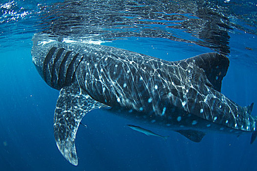 鲸鲨,女人岛,墨西哥