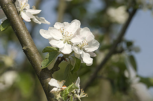 英格兰,北约克郡,花,苹果树,蓝天