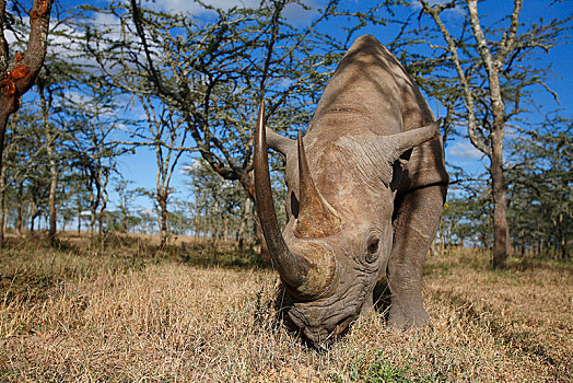 黑犀牛,禁猎区,高原,肯尼亚,非洲