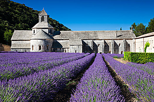 西多会,教堂,塞农克修道院,薰衣草种植区,沃克吕兹省,普罗旺斯,法国,欧洲