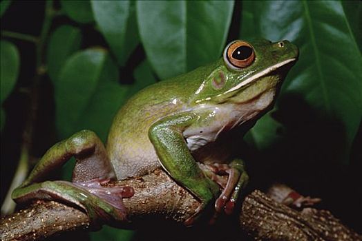 树蛙,新几内亚,东北方,澳大利亚