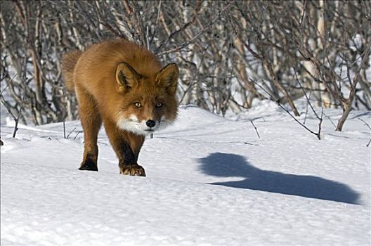红狐,狐属,猎捕,堪察加半岛,俄罗斯