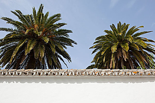 棕榈树,后面,墙壁