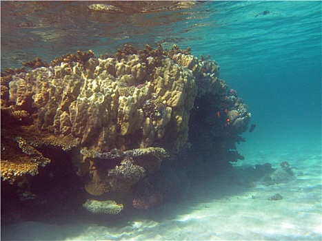 珊瑚礁,仰视,热带,海洋,水面