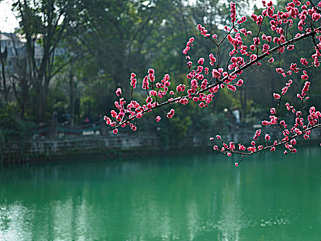春天,红梅花,盛开,河边