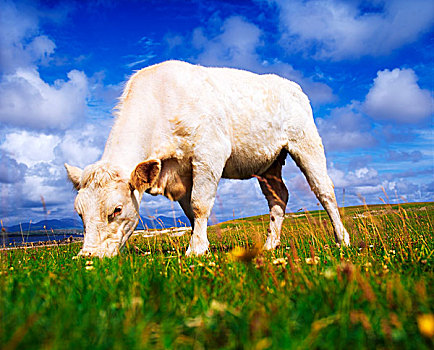 夏洛莱牛,母牛,放牧,爱尔兰