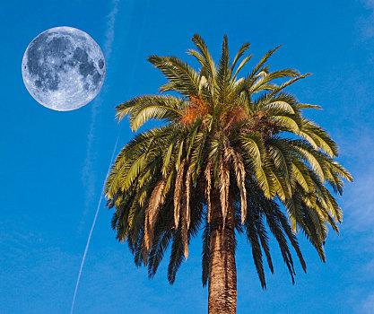棕榈树,月亮