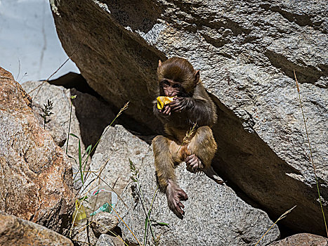 西藏山南猕猴