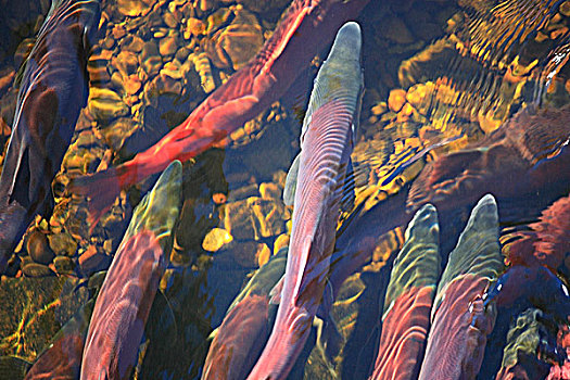 红大马哈鱼,通过,计算,栅栏,河,设施,红鳟鱼,产卵,水道,世界,不列颠哥伦比亚省