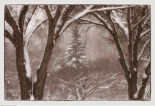 积雪,树林