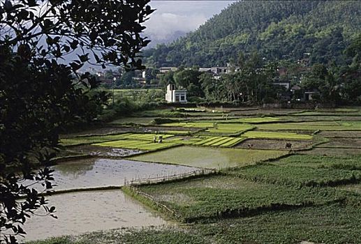 稻田,越南