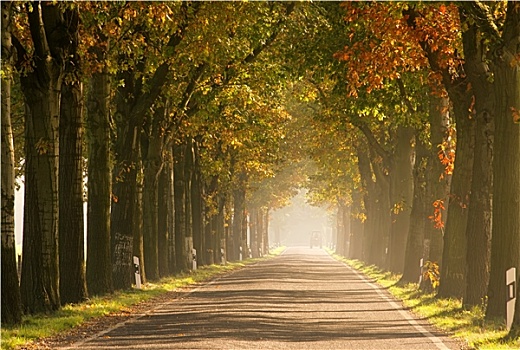 小径,秋季,道路,秋天