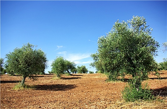 橄榄,树,葡萄牙,区域