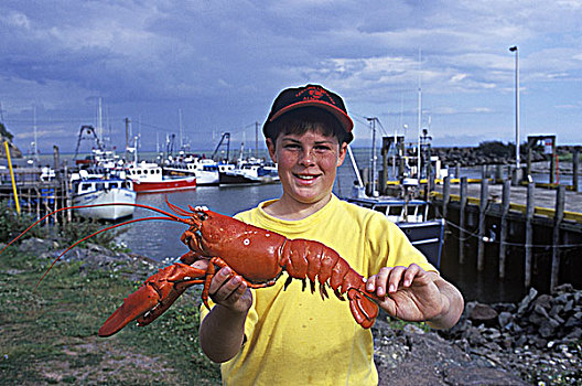 男孩,烹饪,龙虾,新布兰斯维克,加拿大