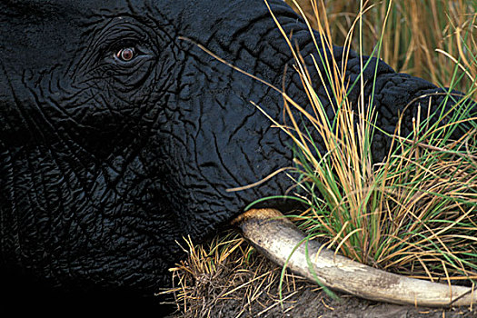 博茨瓦纳,乔贝国家公园,特写,雄性动物,非洲象,眼,进食,乔贝,河,黄昏
