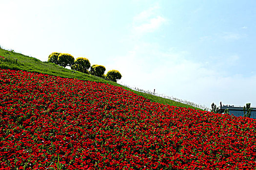 花坛,花卉