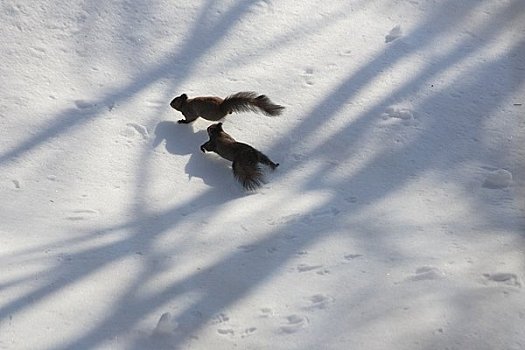 北海道松鼠,跑,地点