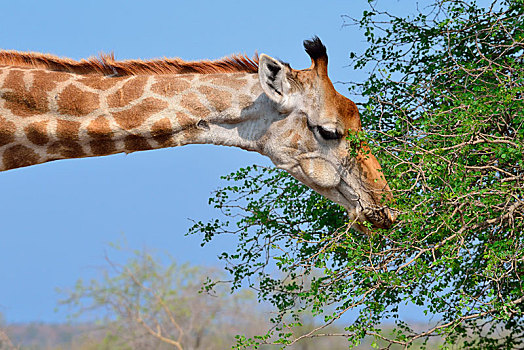 南非,长颈鹿,进食,树叶,克鲁格国家公园,非洲