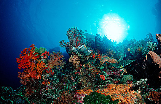 彩色,珊瑚礁,科莫多国家公园,印度洋,印度尼西亚