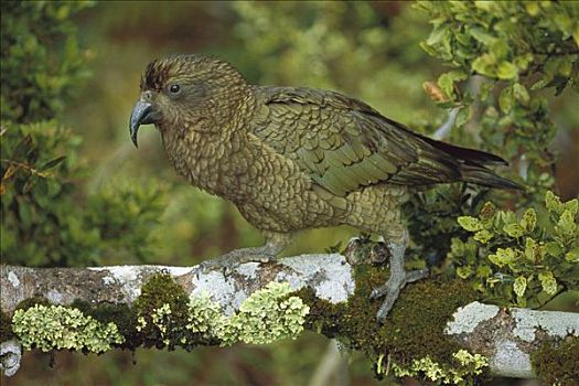 食肉鹦鹉,啄羊鹦鹉,枝头,峡湾国家公园,新西兰