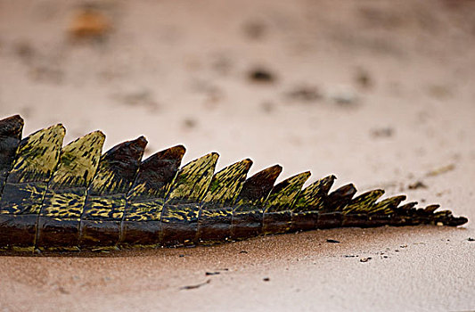 博茨瓦纳,乔贝国家公园,特写,尾部,尼罗鳄,休息,乔贝,河