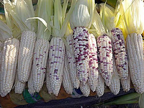 玉米,食物,农作物,食品,杂交,花玉米,56